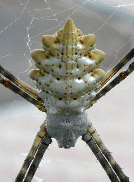 Probabile Argiope lobata